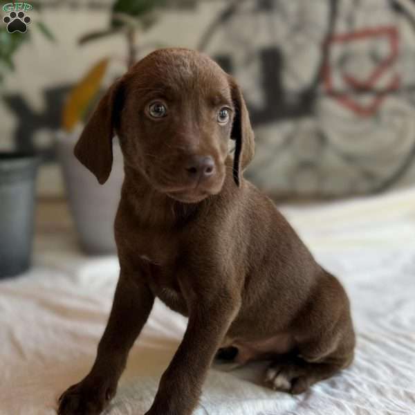 Charles, Chocolate Labrador Retriever Puppy
